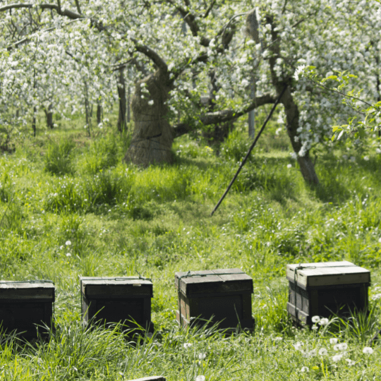 標高900mの花々!100％信州産の百花蜜